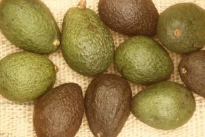 aguacate hass