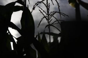 Maíz, Calor, Clima