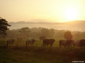 Vacas