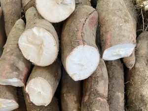 yuca en Colombia, yuca, Más Colombia