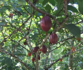 Cacao,