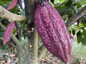 Cultivo de cacao, Árbol de cacao, Cacao