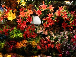 flor, flores, jardín, floristería