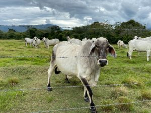 Ganadería, Agropecuario. Ganadería de leche, Vacas