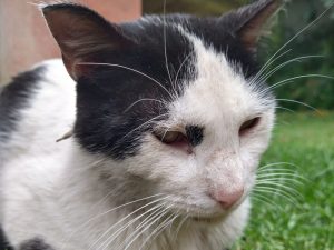 Gato