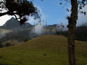 Parque Nacional Los Nevados, Cocora, Palmas de cera