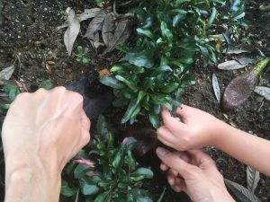Transmision de saberes