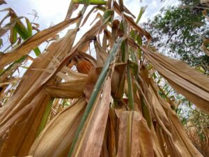 Maíz, Plantas silvestres, Más Colombia