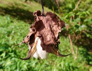 Algodón, Cotton