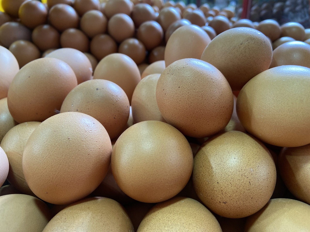 Huevos, Industria avícola