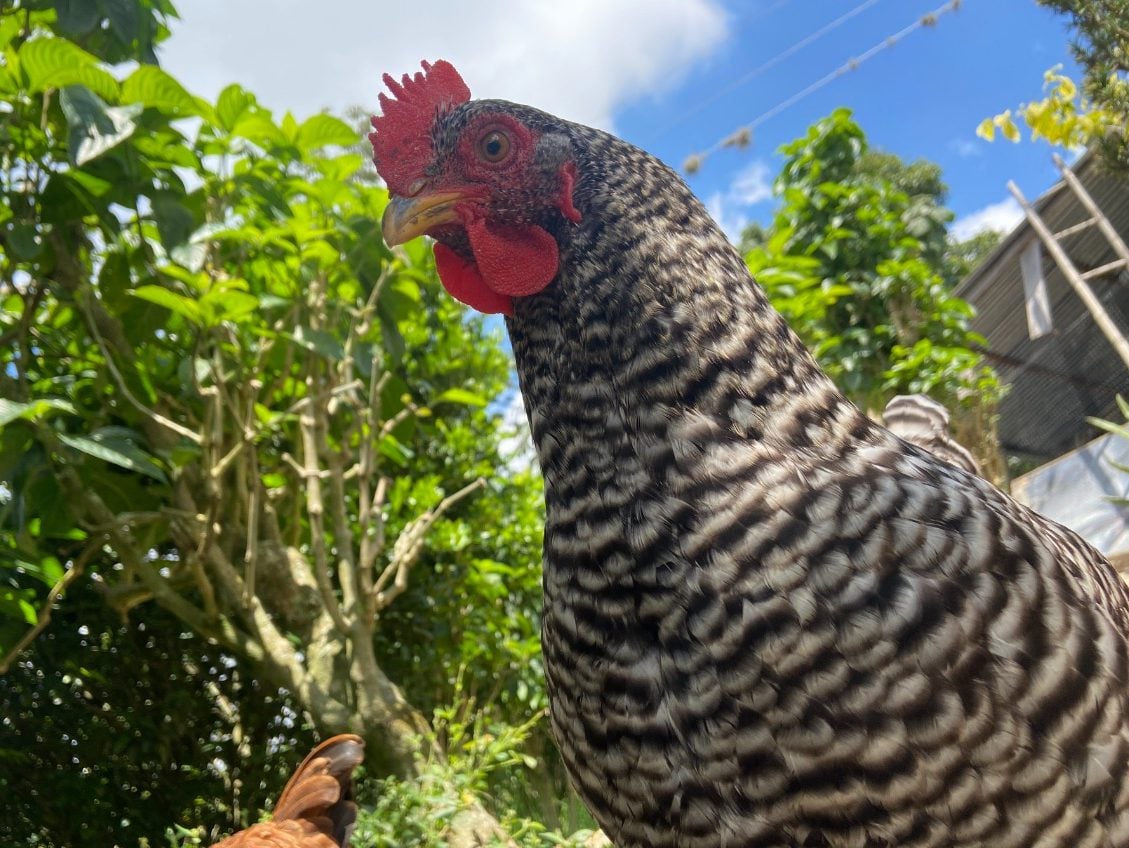 Gallinas, Industria avícola, Pollo, Aves, Aves, Aves de corral