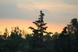 Bosques, Cambio climático,