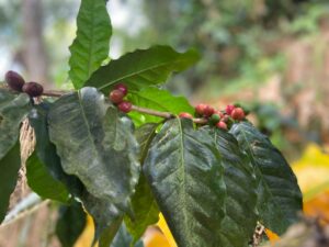 Café, Cafetal, Caficultura,