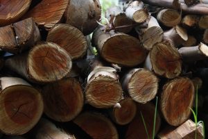 Madera, Forestal, Silvicultura, Bosque