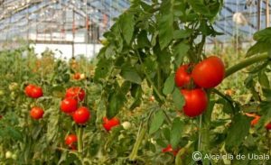 Tomate,