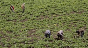 agropecuario campesinos cultivos