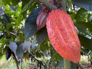 cacao chocolate industria empresa agropecuario