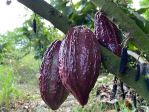 cacao fruta fresca planta