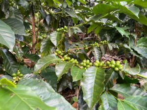 Contratos a futuro de café, Contratos a futuro, Café, Ventas de café a futuro, Más Colombia