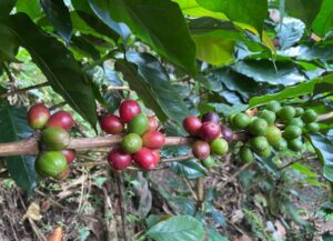 Café, Cosecha cafetera, Cafetal,