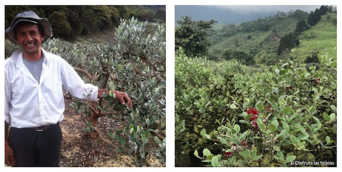 Cultivos de feijoa