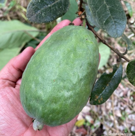Feijoa en el arbol