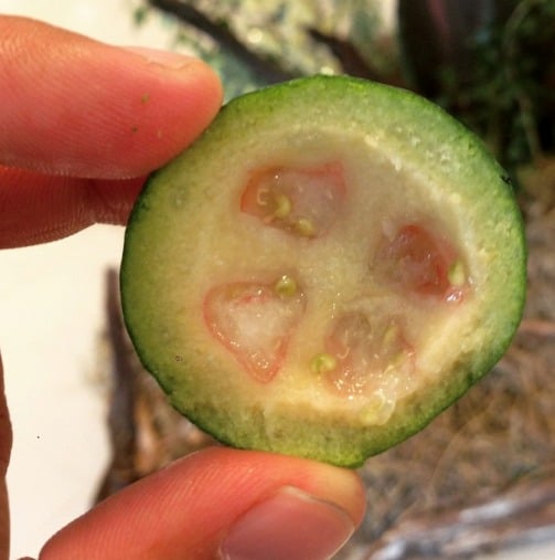 Feijoa