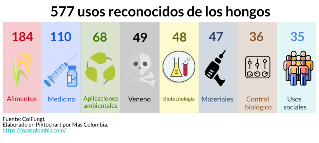 Colombia podría ser una potencia en la producción de hongos 2 Imagen Hongos 1