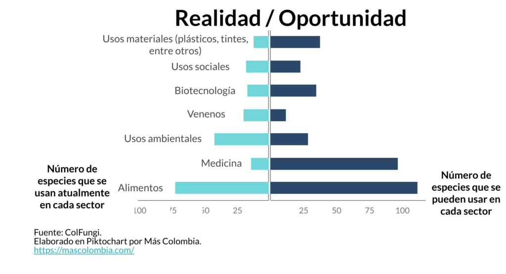 Colombia podría ser una potencia en la producción de hongos 4 Imagen hongos 2