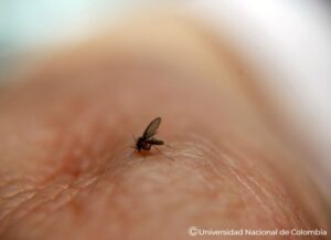 Zancudo, Dengue, leishmaniasis, Paludismo,