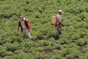 Insumos agropecuarios