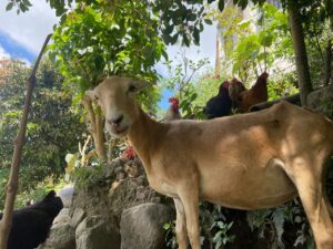 Producción pecuaria, Cabras, Gallinas, Animales