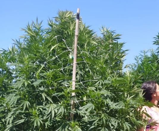 Hasta 400 dólares diarios por cortar Cannabis en California: Entrevista 3 Cannabis