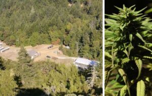Granja de Cannabis en California