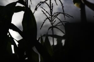 Maiz y seguridad alimentaria
