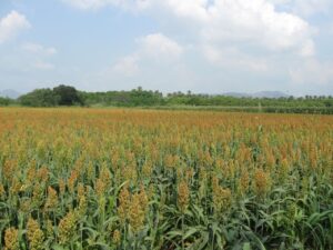 Sorgo