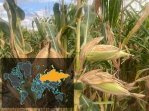 Urea rusa y ucraniana