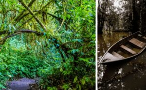 Amazonia, Selva,