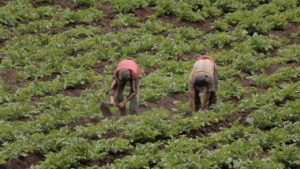 Campesinos, Campo, Agricultura, Papa,