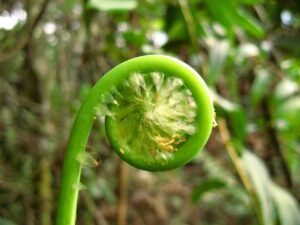 Cambio climático, Plantas, Naturaleza, Selva, Bosque