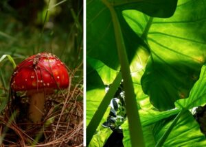 Cambio climatico y naturaleza