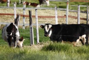 Ganado, Vacas, Aftosa,