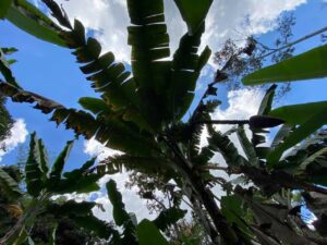 Plátano, Platanal, Producción, Agro, Agrícola, Cultivo