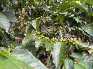 Café, Cafetal, Caficultura, Producción de café, Café verde