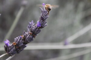 Abejas, Polinizadores, Flor, Plantas, Miel