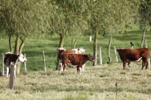 Ganadería, Vacas, Pecuario, Actividad pecuaria