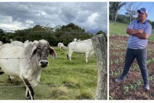 Ganadería, Vacas, Luis Alberdy Melo