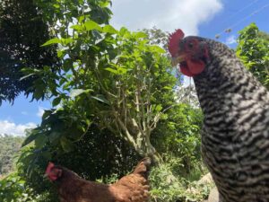 Gallinas, Industria avícola, Pollo, Aves, Huevo, Pollos