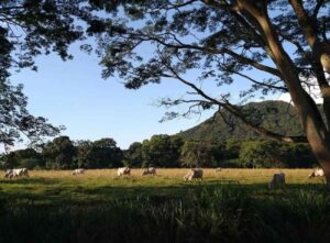 Ganadería, Vacas, Ganado, Inventario ganadero