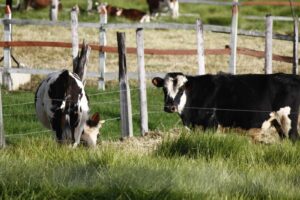 Vacas, Ganado, Ganado bovino, Carne, Leche